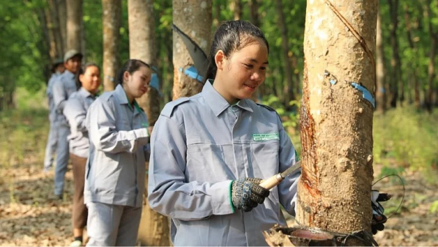 Công nhân đang làm việc tại nông trường cao su của Thaco Agri. Ảnh: Thaco Agri